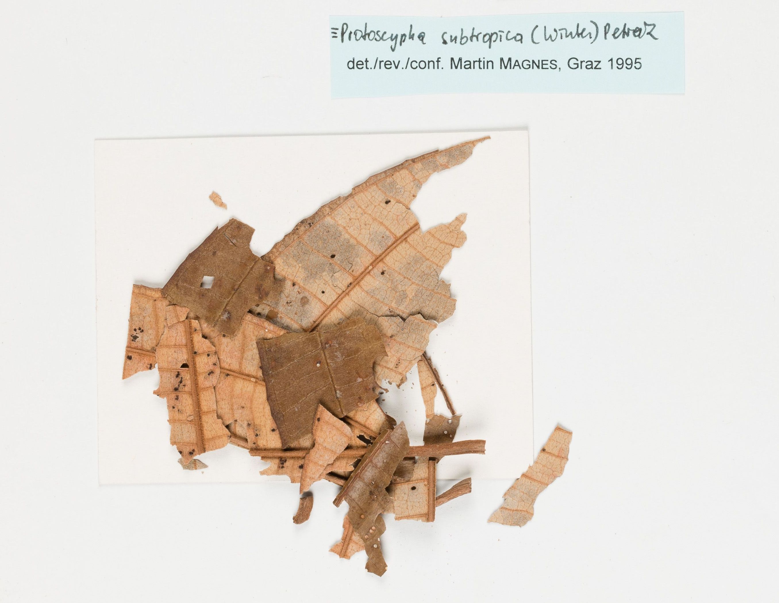 Представитель Семейства Protoscyphaceae